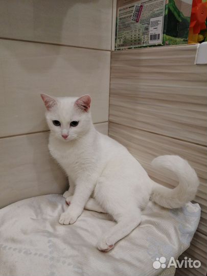 Кошка в добрые руки