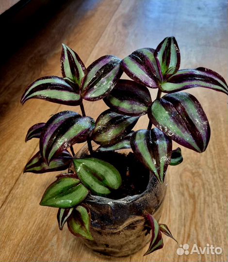 Традесканция