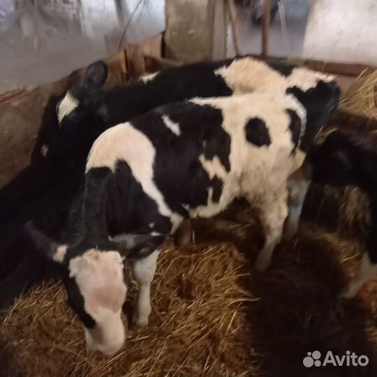 Бычки и телята