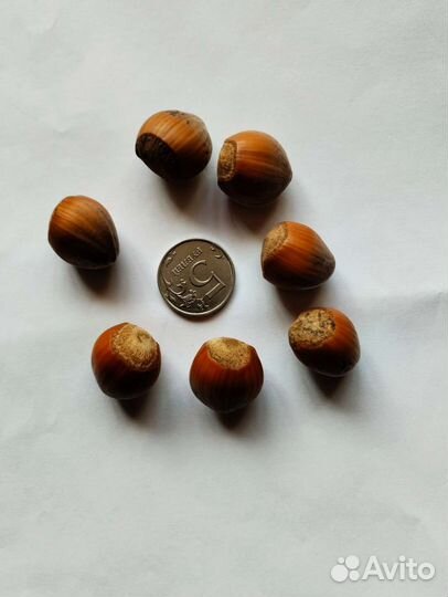 Фундук крупный, сорт 4219