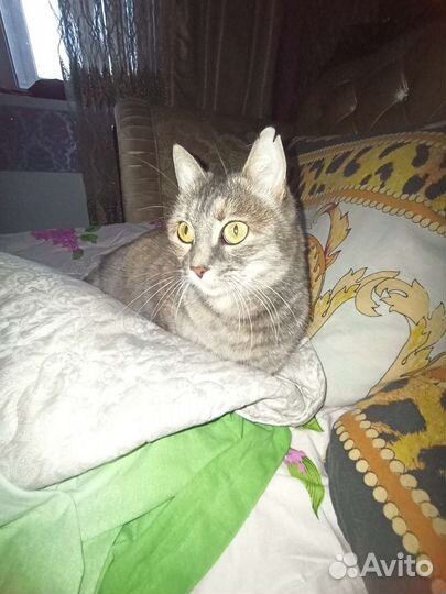 Кошечка красавица