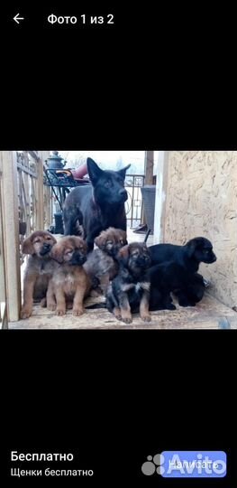 Лобрадор в добрые руки