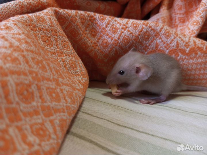 Декоративные Крысята Рекс и Дамбо