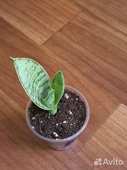 Сансевиерия ханни крем