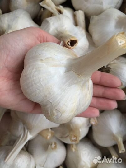 Чеснок Рокамболь (Слоновий чеснок,Elephant garlic)