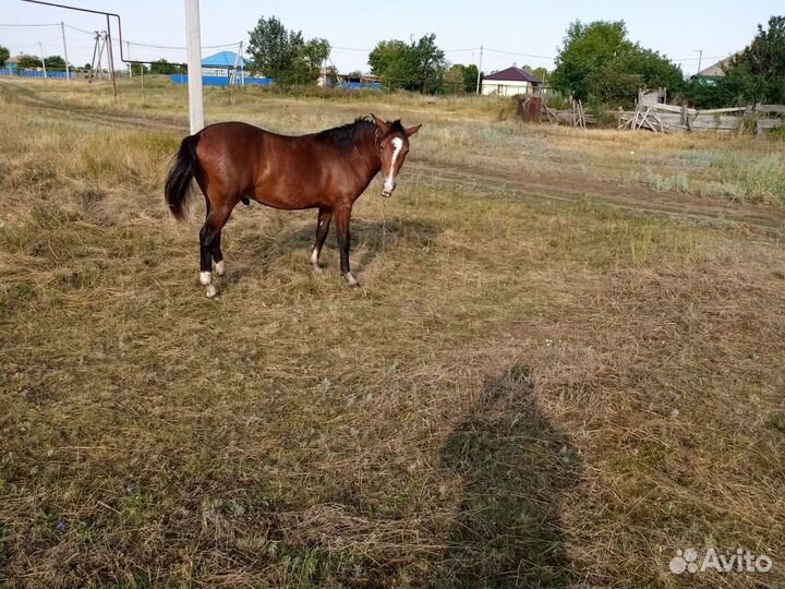 Лошади жеребята