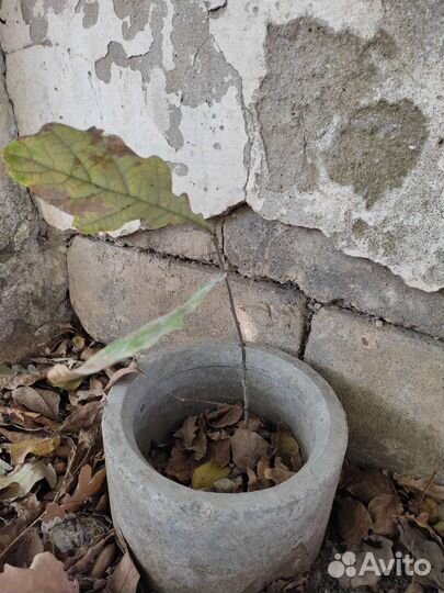 Дуб саженец