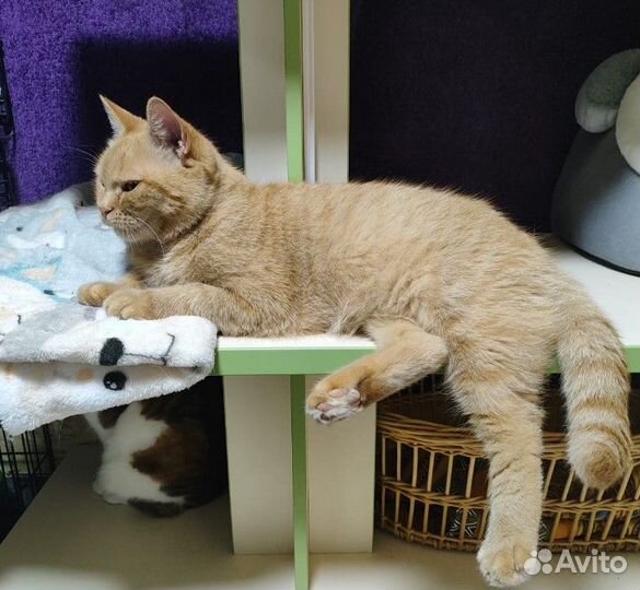 Рыжая красотка из Донбасса