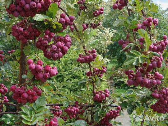 Саженцы садовой рябины из питомника И.В.Мичурина