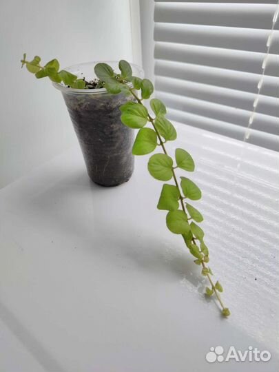 Вербейник монетчатый