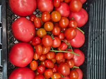 Домашние помидоры и остальные овощи