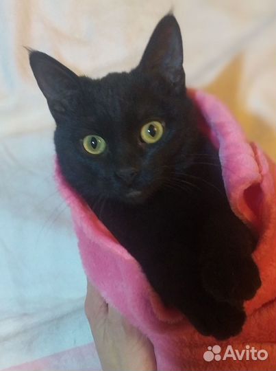 Чёрный котёнок-девочка в добрые руки