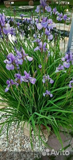 Многолетние цветы