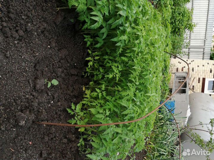 Рассада помидоров томатов