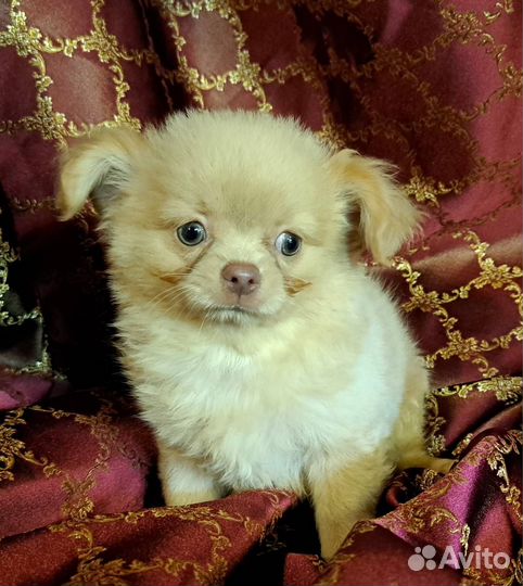 Кремовый мальчик