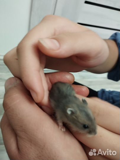 Джунгарский хомяк