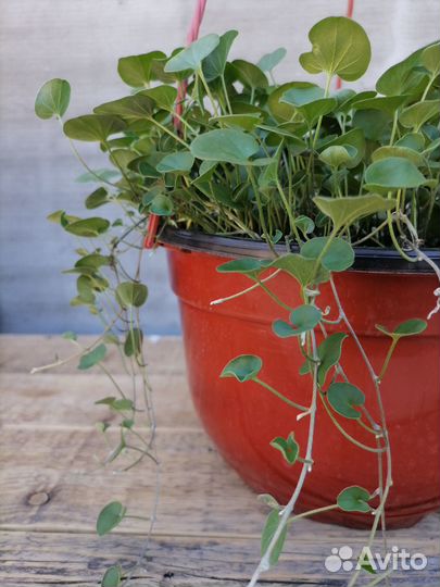 Дихондра ампельная/почвопокровник