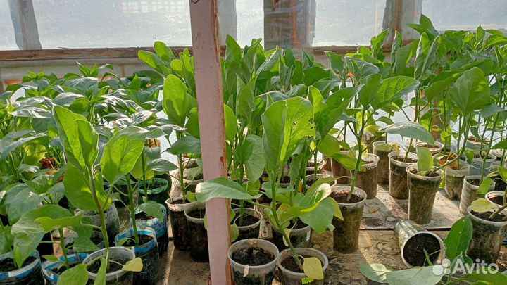 Рассада помидор перца баклажан салат качанный