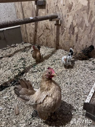 Карликовые куры Малазийская Серама