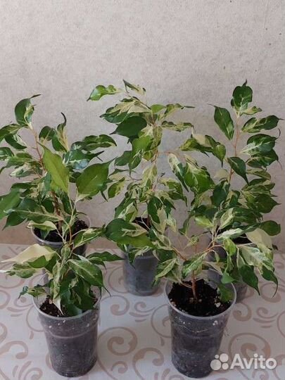 Фикус керли