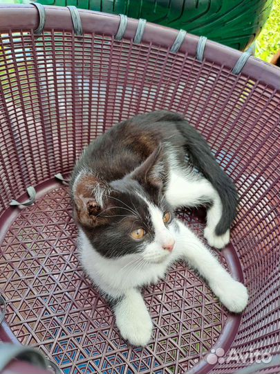 Котята-метисы в добрые руки