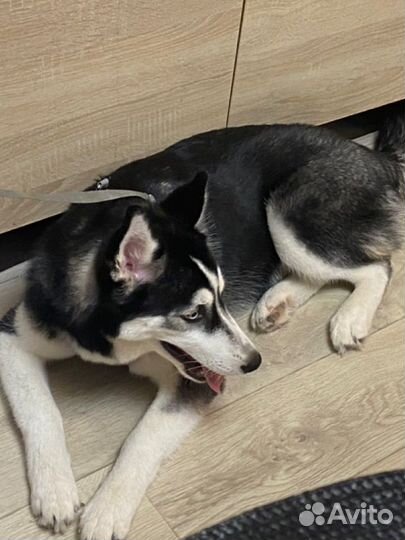 Сибирский хаски