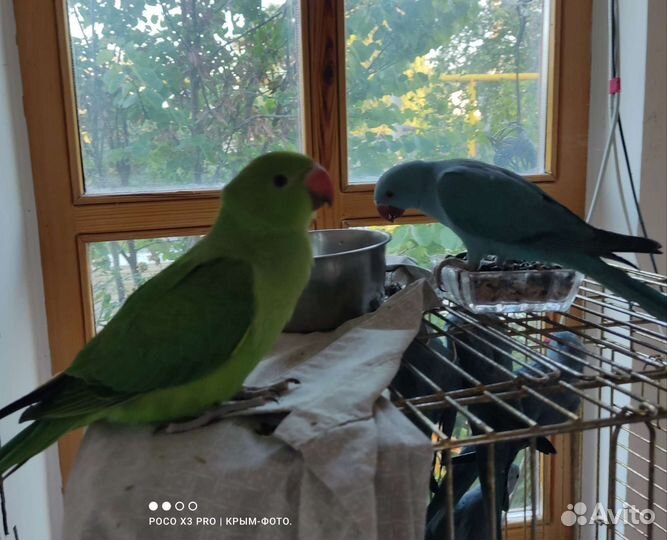 Попугаи-выкормыши