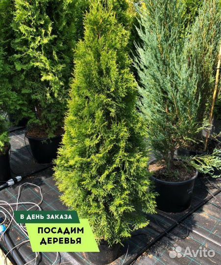 Туя Смарагд 1,8-2 м,Брабант,Колумна