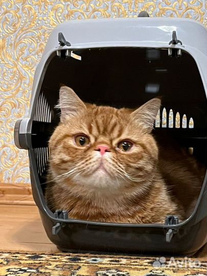 Вязка экзот