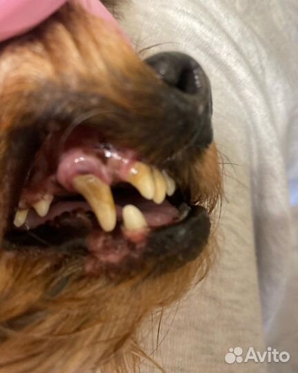 Услуги грумера