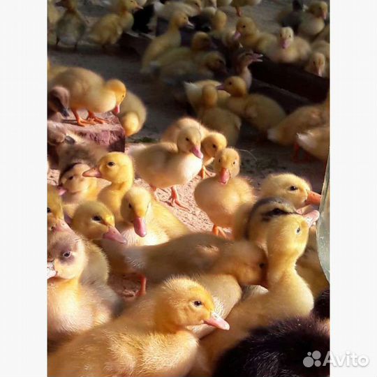 Утята бройлерные(белые) 3 недели,бройлеры мулард
