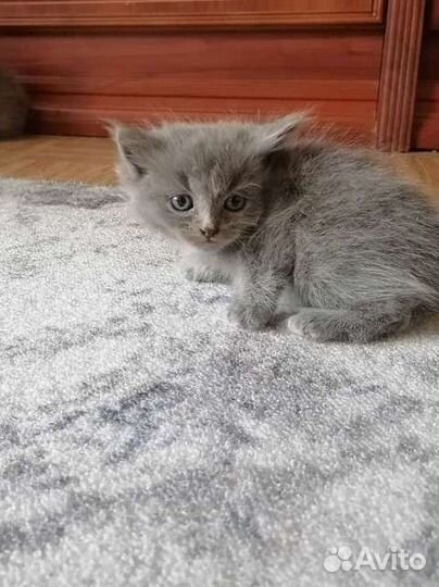 Котенок 3 месяца (мальчик )