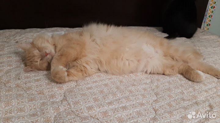 Персик котик