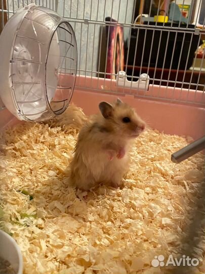 Сирийский хомяк