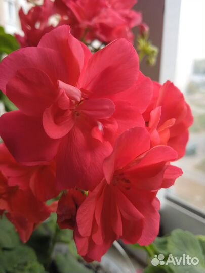 Герань пеларгония