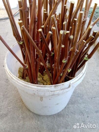 Черенки винограда(чубук)