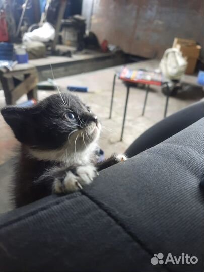 Котята