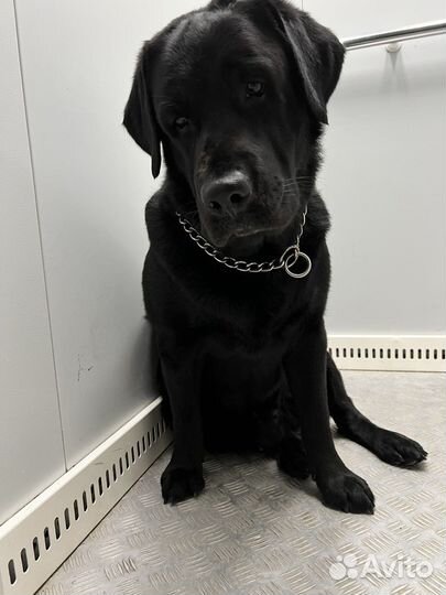 Лабрадор ретривер