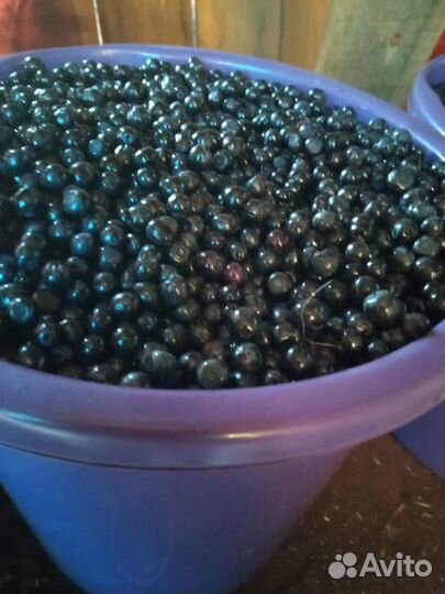 Продам чернику
