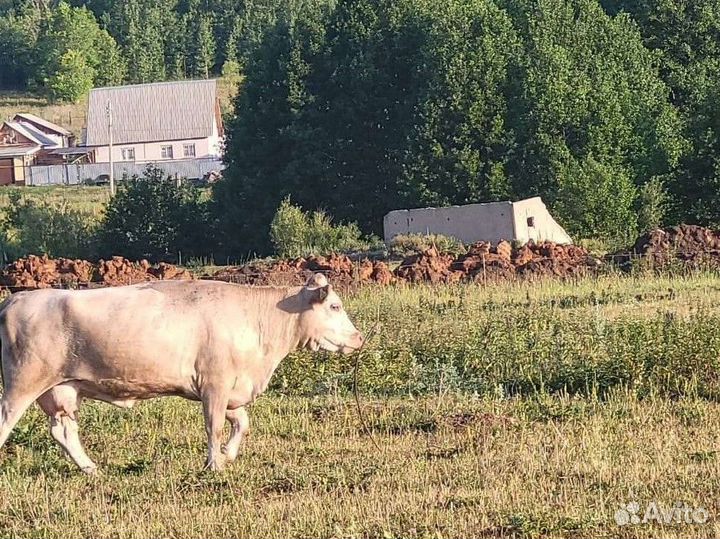 Коровы, быки