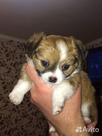 Вязка чихуахуа мальчик