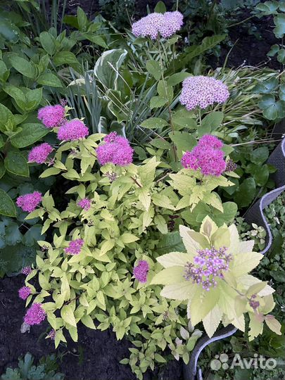 Кустики спиреи для сада