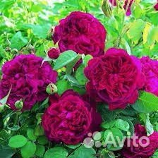 Роза шраб- Фальстаф