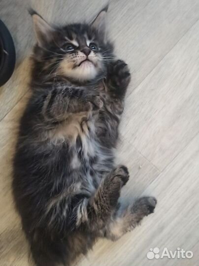 Котята мейн-кун