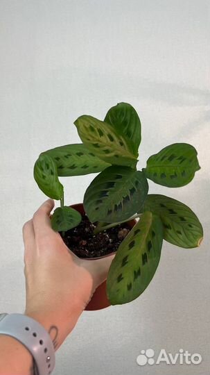 Фикус/филодендрон/сциндапсус/сингониум