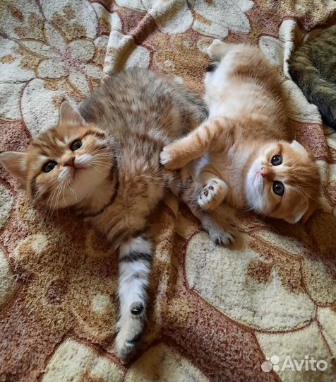 Шотландские котята