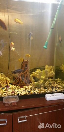 Аквариум 320л