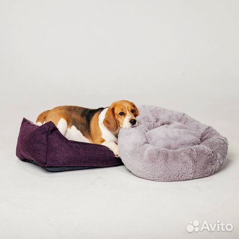 Аренда собаки на фотоссесию