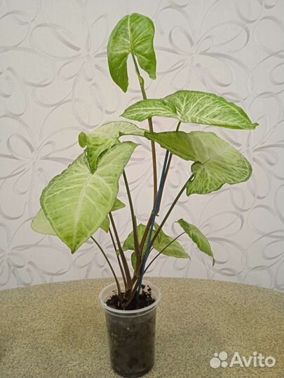 Комнатные цветы Сингониум