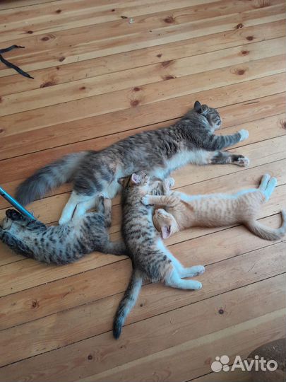 Котенок